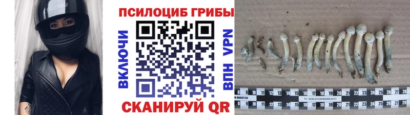 Псилоцибиновые грибы Psilocybe  закладки  Онега 